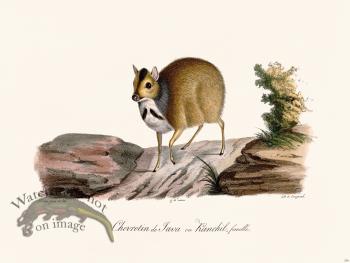 Cuvier 236 Java Wild Boar